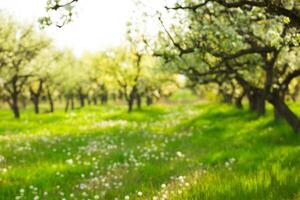 Blossoming orchard in spring with green grass and dandelions under sunlight photo
