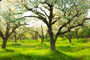 Blossoming trees in a green meadow during springtime daylight in a serene orchard landscape photo