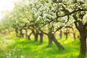 Blooming pear trees in orchard during spring season with lush green grass and sunlight filtering through branches photo