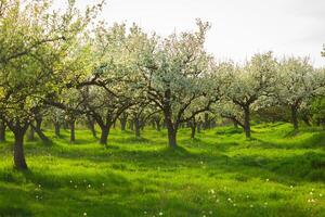 Blossom-laden apple orchard in spring sunlight showcasing lush green grass and thriving trees photo