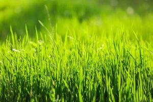 Lush green grass swaying gently in the breeze on a sunny spring afternoon in a tranquil outdoor setting photo