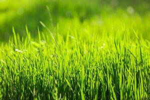Lush green grass swaying gently under the bright sunlight during a warm afternoon in a serene outdoor setting photo