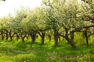 Blossoming pear trees in a serene orchard during springtime near a lush grassy meadow photo