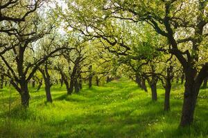 Green orchard with blossoming trees in spring surrounded by fresh grass photo