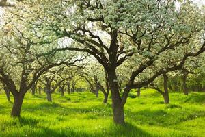 Blossoming pear trees in a lush green orchard during springtime daylight photo