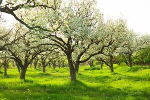 Blooming pear trees in a vibrant orchard during springtime in a tranquil countryside setting photo