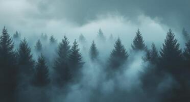 A forest with trees and fog photo