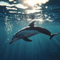 A dolphin swimming in the ocean with sunlight photo