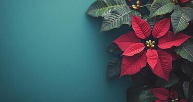 Poinsettia flowers on a blue background photo