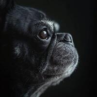 A black and white dog looking up at the sky photo