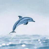 A dolphin jumping out of the water photo