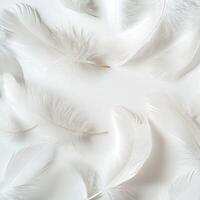 White feathers on a white background photo