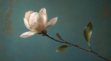A single white flower is on a branch photo