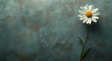 A single daisy flower is shown against a blue wall photo