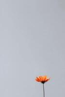 A single orange flower is standing in a vase photo