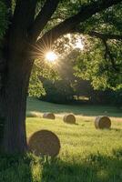 Bales of hay in a field with the sun shining through the trees photo