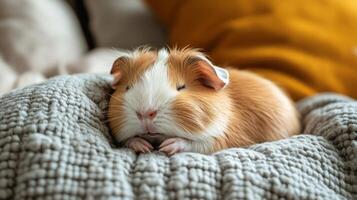A guinea is curled up on a blanket photo