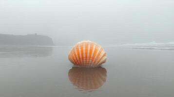A shell on the beach in the fog photo