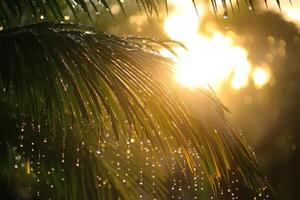 Raindrops on a palm tree at sunset photo
