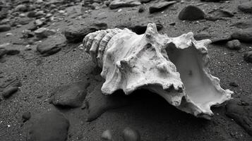 A black and white photo of a shell on the beach