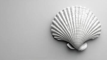 A white shell on a gray background photo