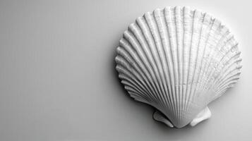 A white shell on a gray surface photo