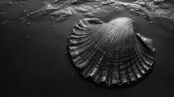A black and white photo of a shell