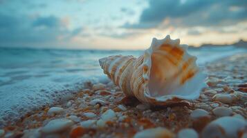 A conch shell on the beach at sunset photo