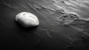 A shell is shown on a black surface photo
