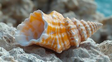 A conch shell on a rock photo