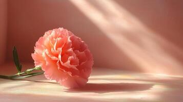 A single pink carnation on a table photo