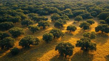 An aerial view of a field of trees photo