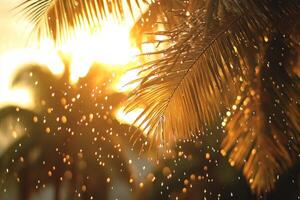 Raindrops on palm trees at sunset photo