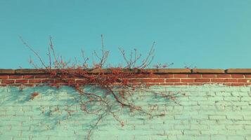 A plant growing on a brick wall photo