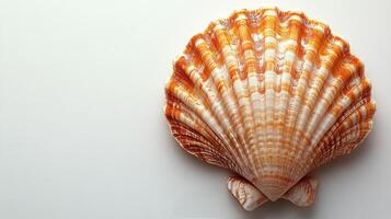 A large orange shell on a white surface photo
