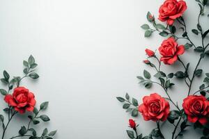 Red roses on white background photo