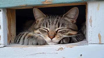 A cat is sleeping in a window photo