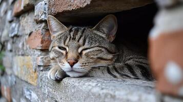 A cat is laying down in a window photo