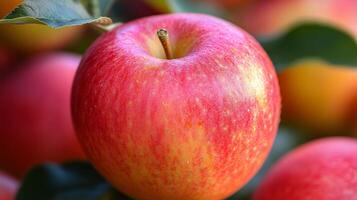 A close up of a bunch of apples photo