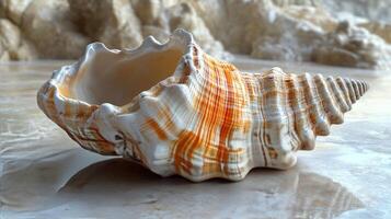 A shell is sitting on the ground near a rock photo