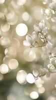 A close up of a white flower with bokeh photo