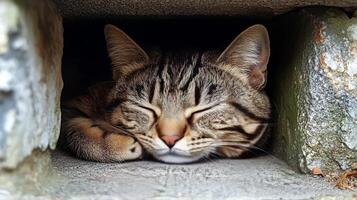 A cat sleeping in a hole in a wall photo