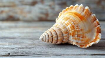 A shell on a wooden table photo