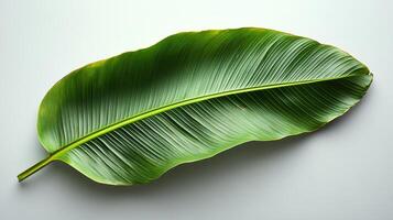 Large green tropical leaf placed on a light background for aesthetic nature decor photo