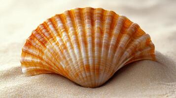 A single shell on the sand photo
