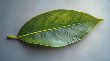 Vibrant green leaf showcasing texture and veins under soft light photo