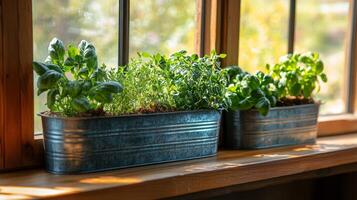 Three metal containers with herbs on a window sill photo