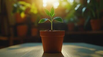 A small plant in a pot on a table photo