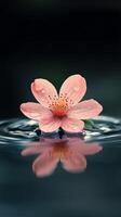 A single pink flower floating in water with a dark background photo