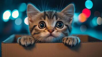 A kitten is peeking out of a box photo